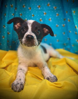 Tasmanian Devil- Puppy #2 (ACAC Litter #4/ 2025)