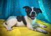 Tasmanian Devil- Puppy #2 (ACAC Litter #4/ 2025)