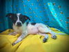 Tasmanian Devil- Puppy #2 (ACAC Litter #4/ 2025)
