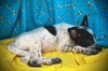 Betty Boop- Puppy #3 (ACAC Litter #4/ 2025)
