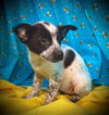 Betty Boop- Puppy #3 (ACAC Litter #4/ 2025)