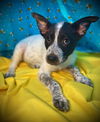 Lola Bunny- Puppy #4 (ACAC Litter #4/ 2025)