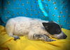 Lola Bunny- Puppy #4 (ACAC Litter #4/ 2025)