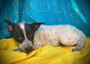 Lola Bunny- Puppy #4 (ACAC Litter #4/ 2025)