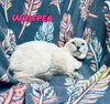Whisper