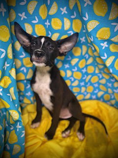 Batty Koda- Puppy #1 (Stray Litter #1/ 2025)