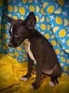 Batty Koda- Puppy #1 (Stray Litter #1/ 2025)