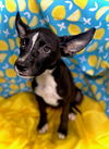 Batty Koda- Puppy #1 (Stray Litter #1/ 2025)
