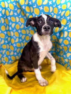 Pips- Puppy #2 (Stray Litter #1/ 2025)