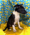 Pips- Puppy #2 (Stray Litter #1/ 2025)