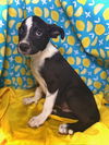Pips- Puppy #2 (Stray Litter #1/ 2025)
