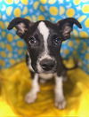 Pips- Puppy #2 (Stray Litter #1/ 2025)