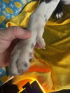 Pips- Puppy #2 (Stray Litter #1/ 2025)