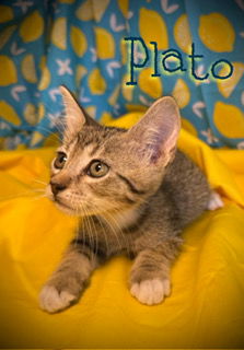 Plato