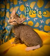 Plato