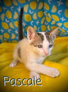 Pascale