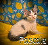 Pascale