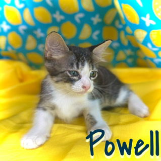 Powell