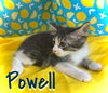 Powell