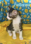 adoptable Cat in  named Pandora