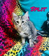 Split