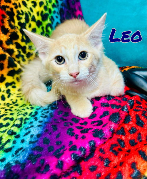 Leo