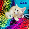 Leo