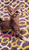adoptable Cat in  named Violet
