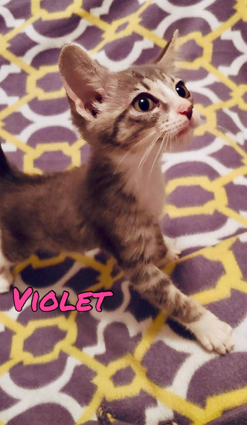 Violet