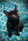 adoptable Cat in  named Frijole