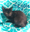 Frijole