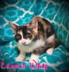 adoptable Cat in  named Crunch Wrap