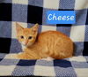 Cheese