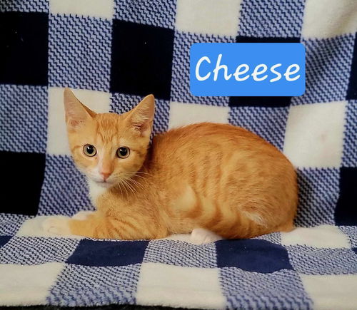 Cheese