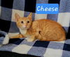 Cheese