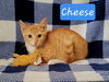 Cheese