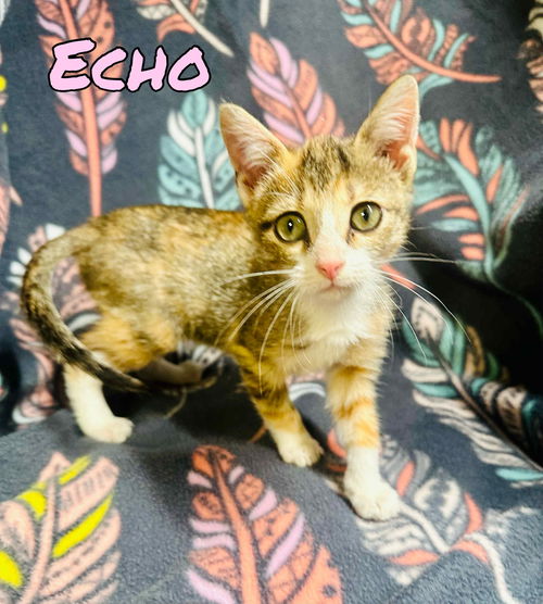 Echo