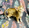 Echo