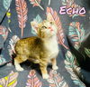 Echo