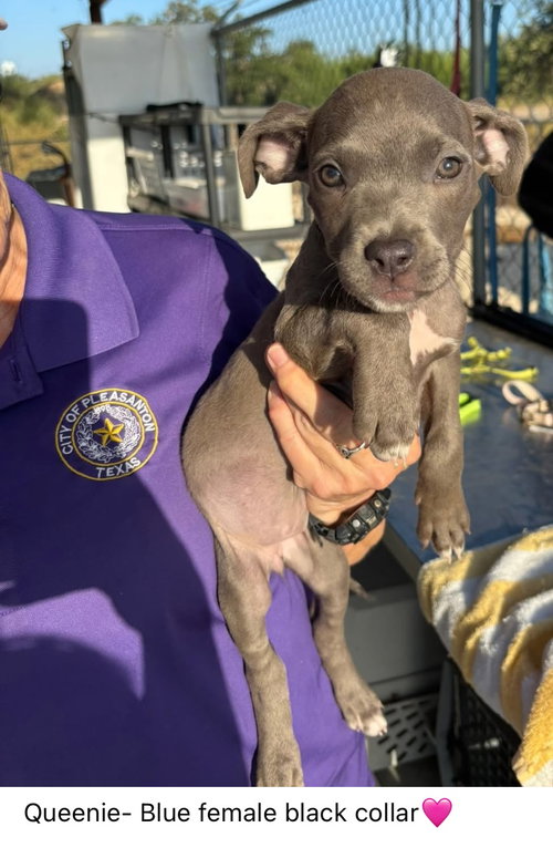 Queenie- Puppy #1 (CoPAC Litter #7/2025)
