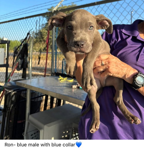 Ron- Puppy #5 (CoPAC Litter #7/2025)