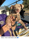 Albus- Puppy #8 (CoPAC Litter #7/2025)