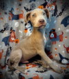 Albus- Puppy #8 (CoPAC Litter #7/2025)