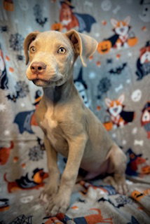 Albus- Puppy #8 (CoPAC Litter #7/2025)