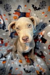 Albus- Puppy #8 (CoPAC Litter #7/2025)