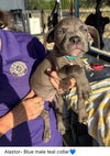 Alastor (Bohdi)- Puppy #6 (CoPAC Litter #7/2025)