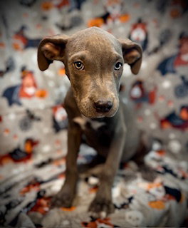 Alastor (Bohdi)- Puppy #6 (CoPAC Litter #7/2025)