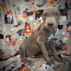 Alastor (Bohdi)- Puppy #6 (CoPAC Litter #7/2025)