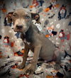 Alastor (Bohdi)- Puppy #6 (CoPAC Litter #7/2025)