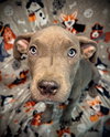Alastor (Bohdi)- Puppy #6 (CoPAC Litter #7/2025)